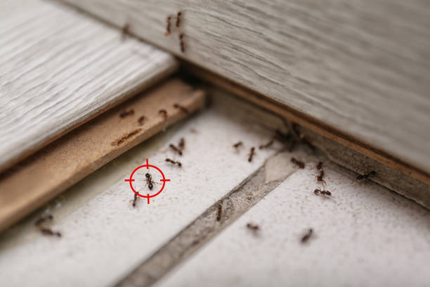 Best Mosquito Control Services  in Ellisburg, NJ